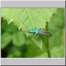 Oedemera nobilis - Scheinbockkaefer w01.jpg
